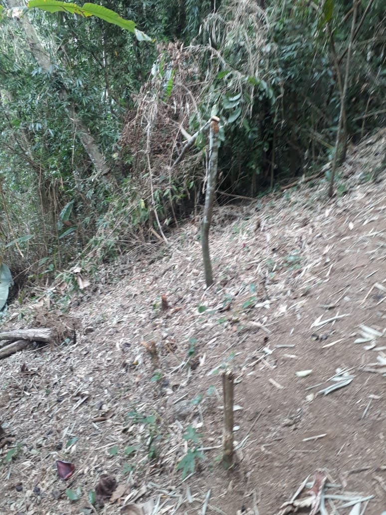 Polícia constata denúncia de desmatamento em área de preservação em Paraty
